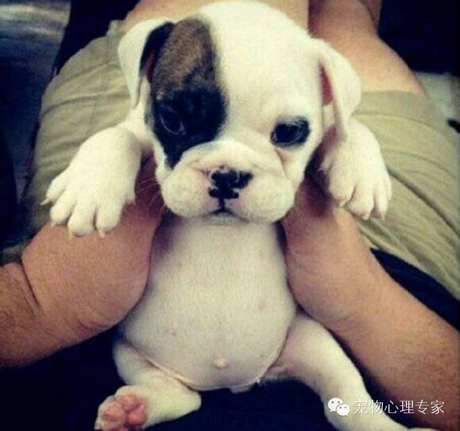 狗狗呕吐腹泻大便带血,狗狗呕吐腹泻不进食没精神