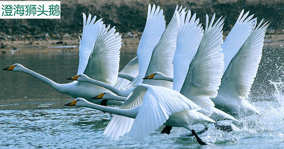 家禽小程序,家禽线上养殖app