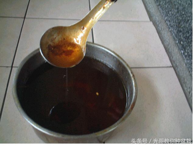 绿萝君子兰怎么养才能长得快,君子兰绿萝叶子边发黄怎么办