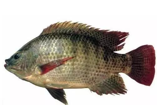 南北有别完整版,南北有别免费阅读