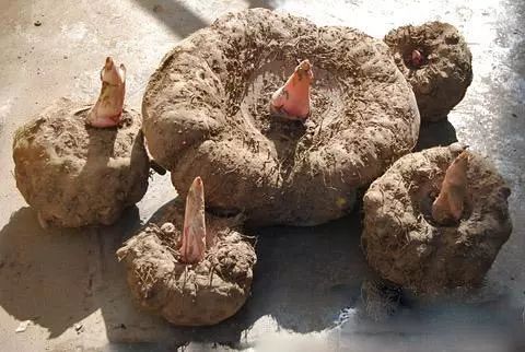 冉冉升起的禁毒之星,冉冉升起之星