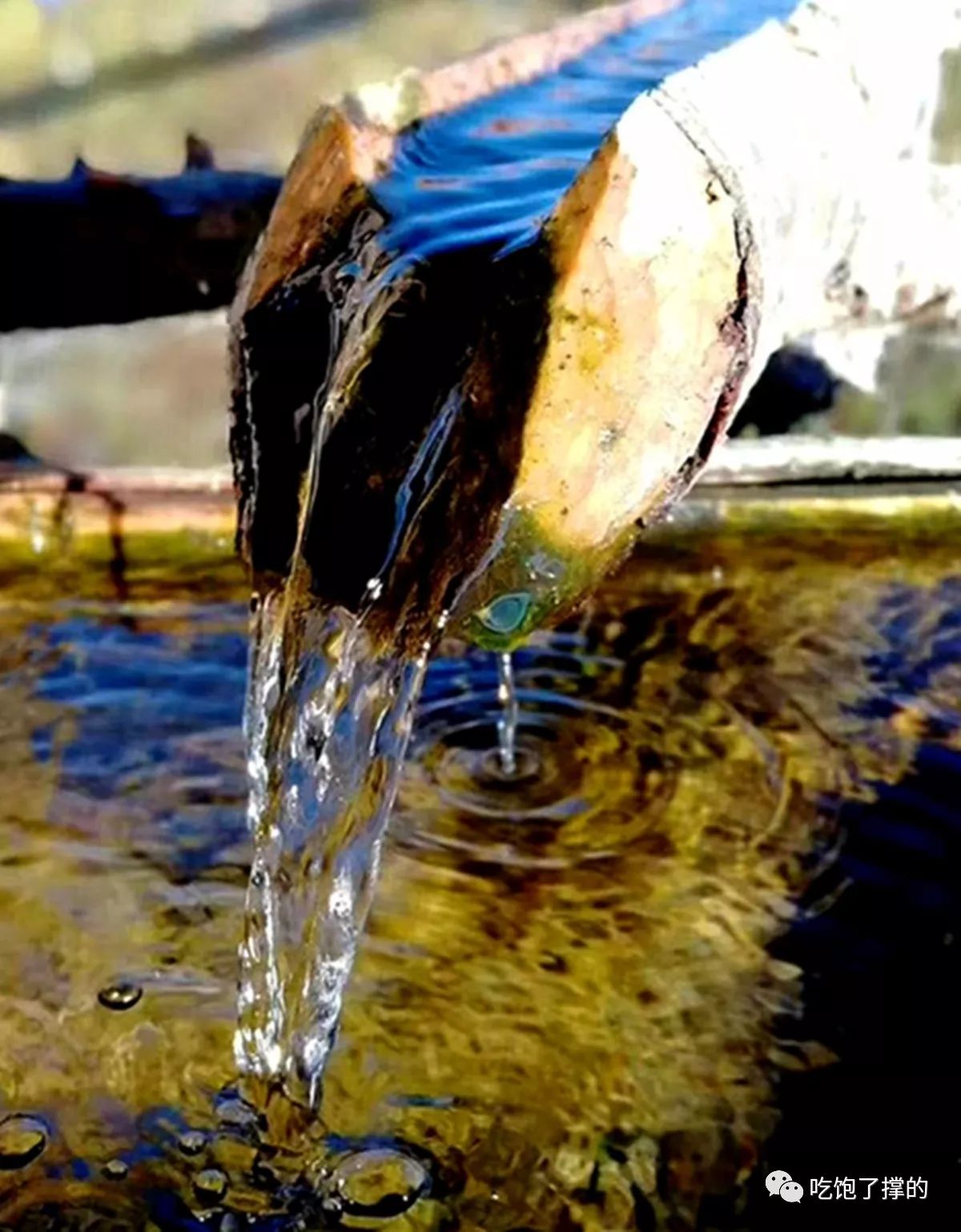 各种烤火龙果干,奶香傣家芒果干