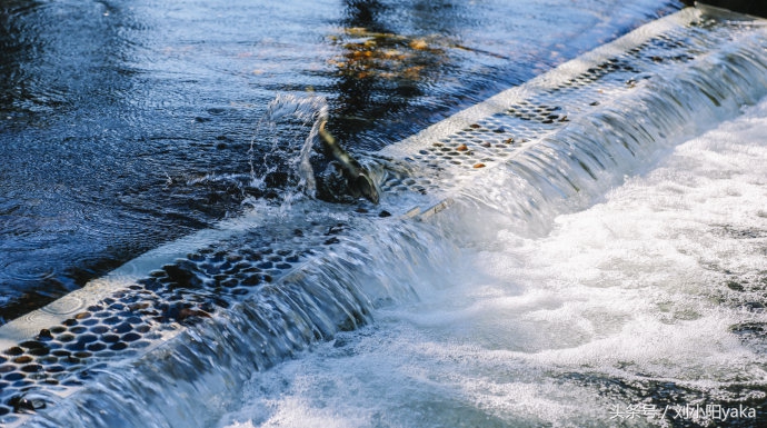 维多利亚水廊旅游,加拿大旅行景点