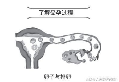 想怀孕吃什么助孕,调理身体助好孕
