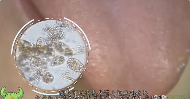 人体最脏的十大部位是哪,人体最脏的4个部位