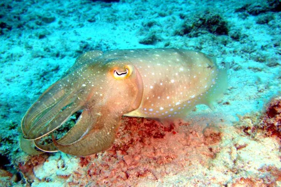 沙巴哪里适合亲子游,沙巴阳光小岛