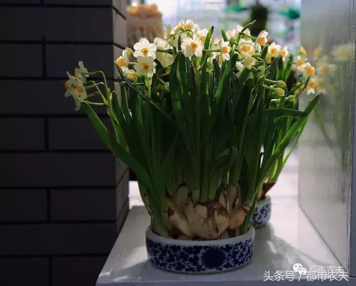 盘点家里那些长相乖巧却很毒的花