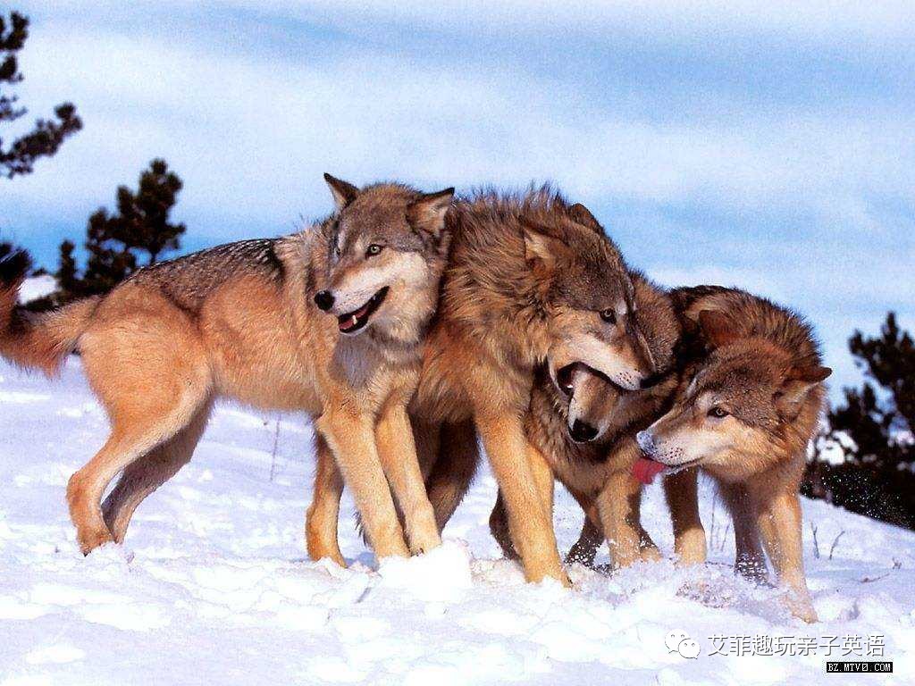 前方高能，汪星人来袭！「一日一词」之dog