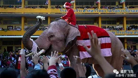 中领馆提醒在加公民加强安全防范,游客在泰国骑大象要注意哪些事项