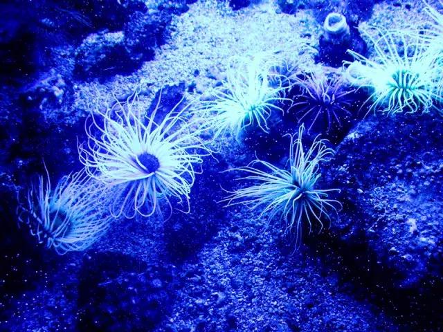 法国纪行—摩纳哥（看看F1赛道，欧洲*场赌**和摩纳哥王妃）