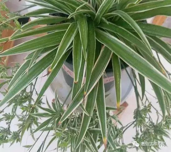 家里种的花卉都黄叶了怎么办,花卉绿叶萎蔫是啥原因如何救