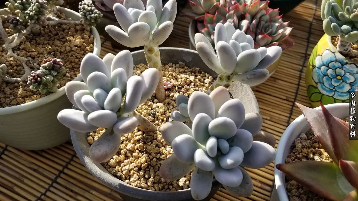 什么元素可以促进多肉生长,多肉修根喷除菌药