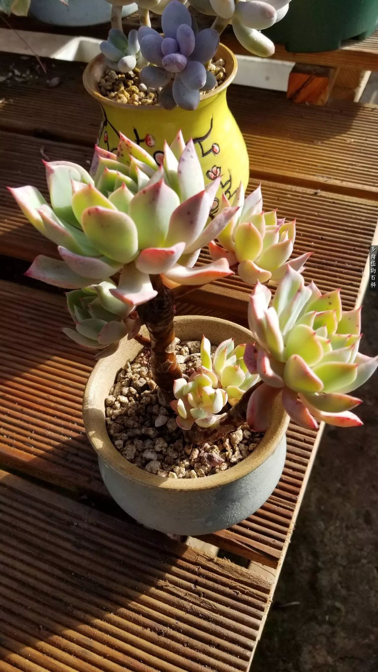 什么元素可以促进多肉生长,多肉修根喷除菌药