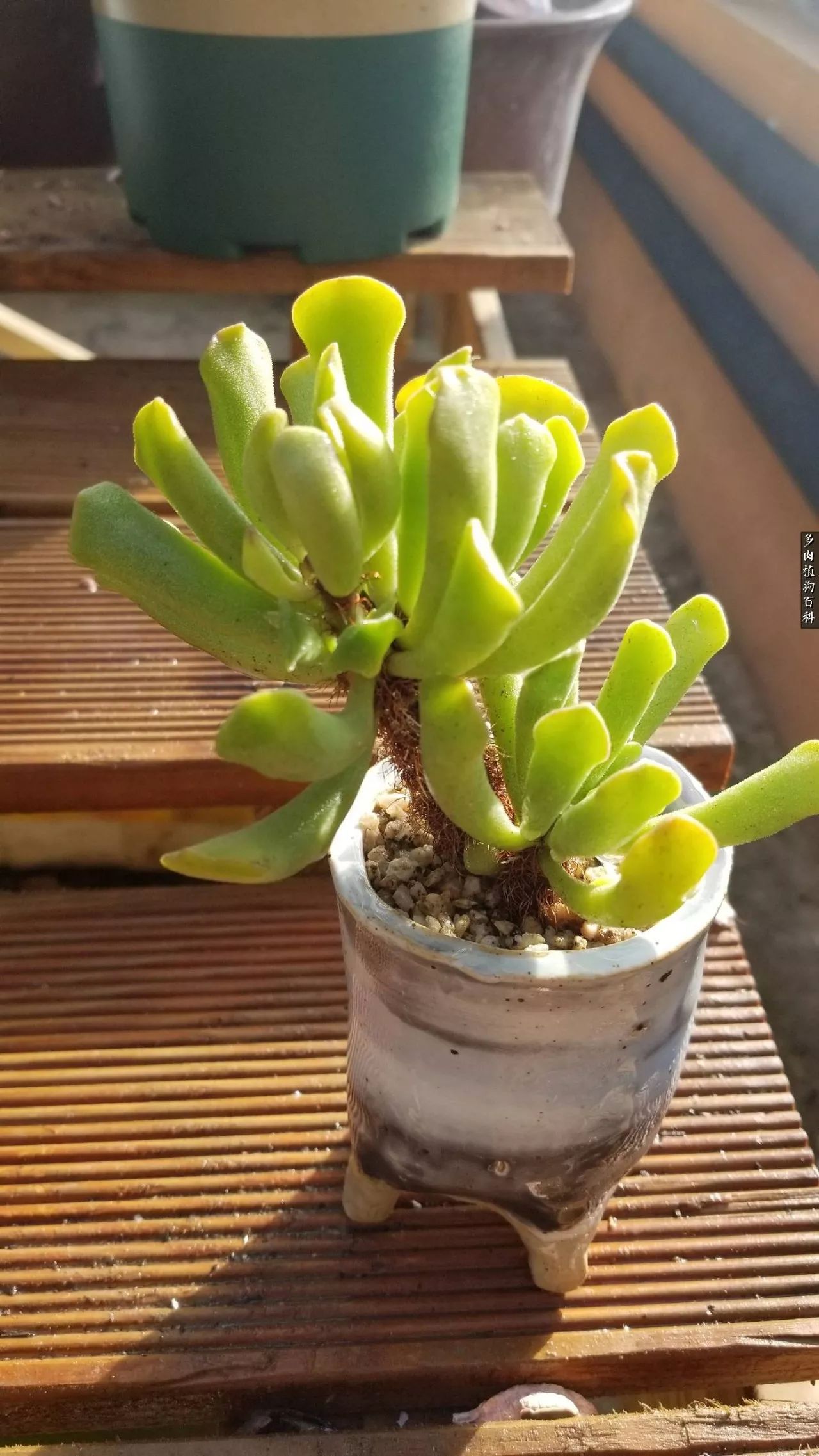 什么元素可以促进多肉生长,多肉修根喷除菌药