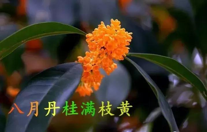 2021绝版绝美挂历,2018精美挂历有吗