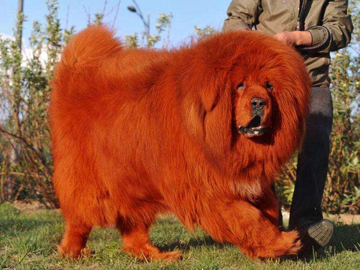 为什么藏獒很温和,为什么藏獒那么贵