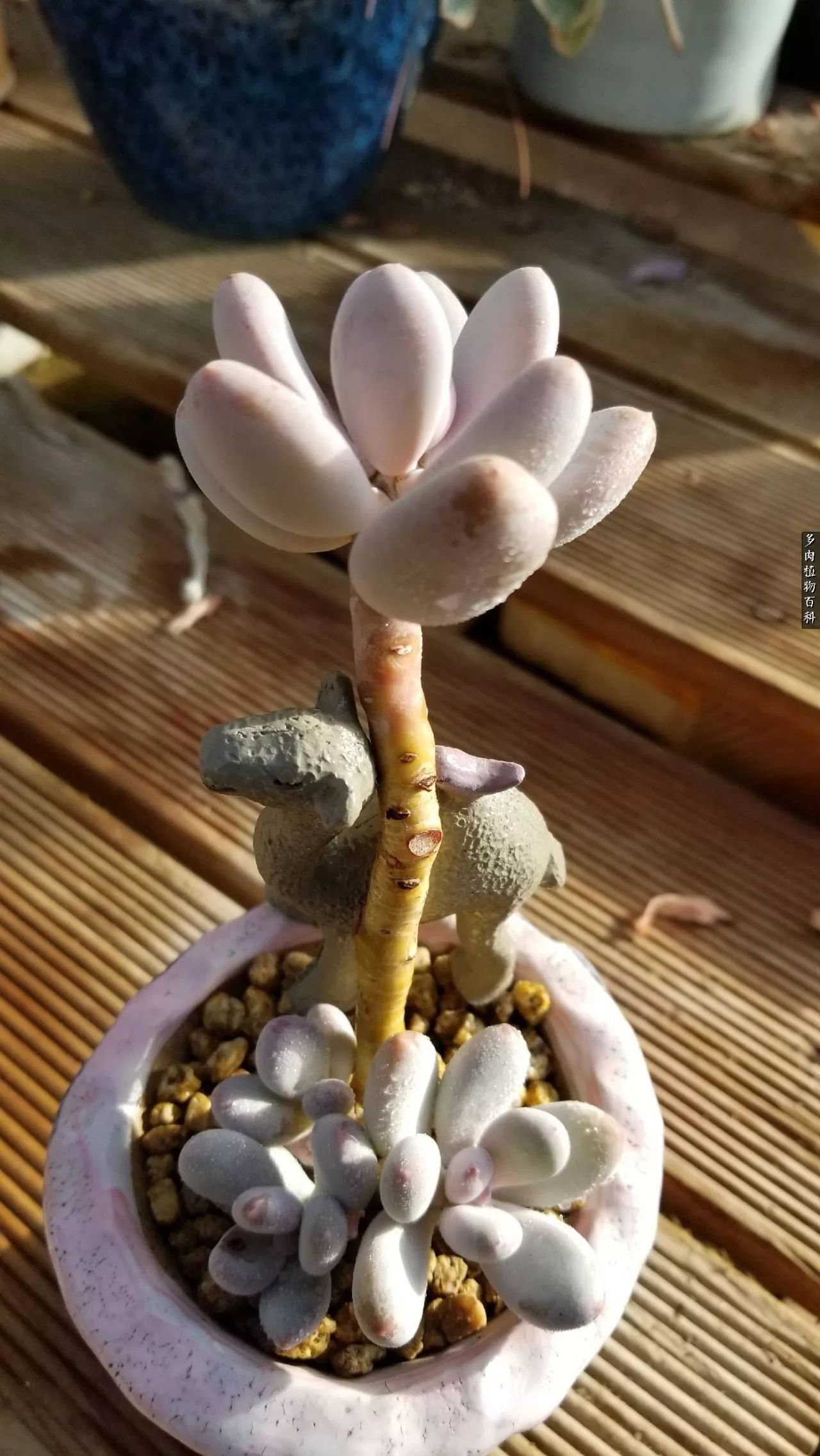 什么元素可以促进多肉生长,多肉修根喷除菌药