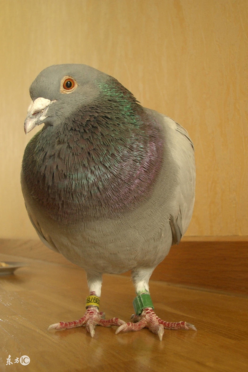 养鸽必须明白的三件事,新手养鸽要着重注意的事情