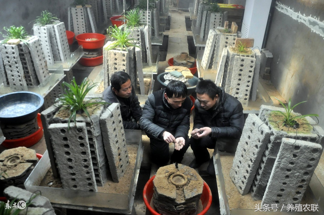 济南养蝎专家教蝎子养殖,野生蝎子和人工养蝎的区别