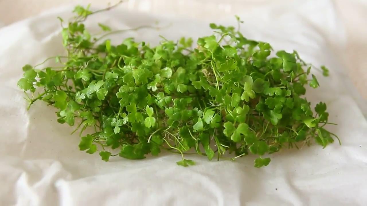 简单的草缸如何制作打理,最简单的小草缸