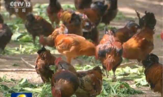 刘强东谈电商扶贫新模式,刘强东扶贫平石头村致富了吗