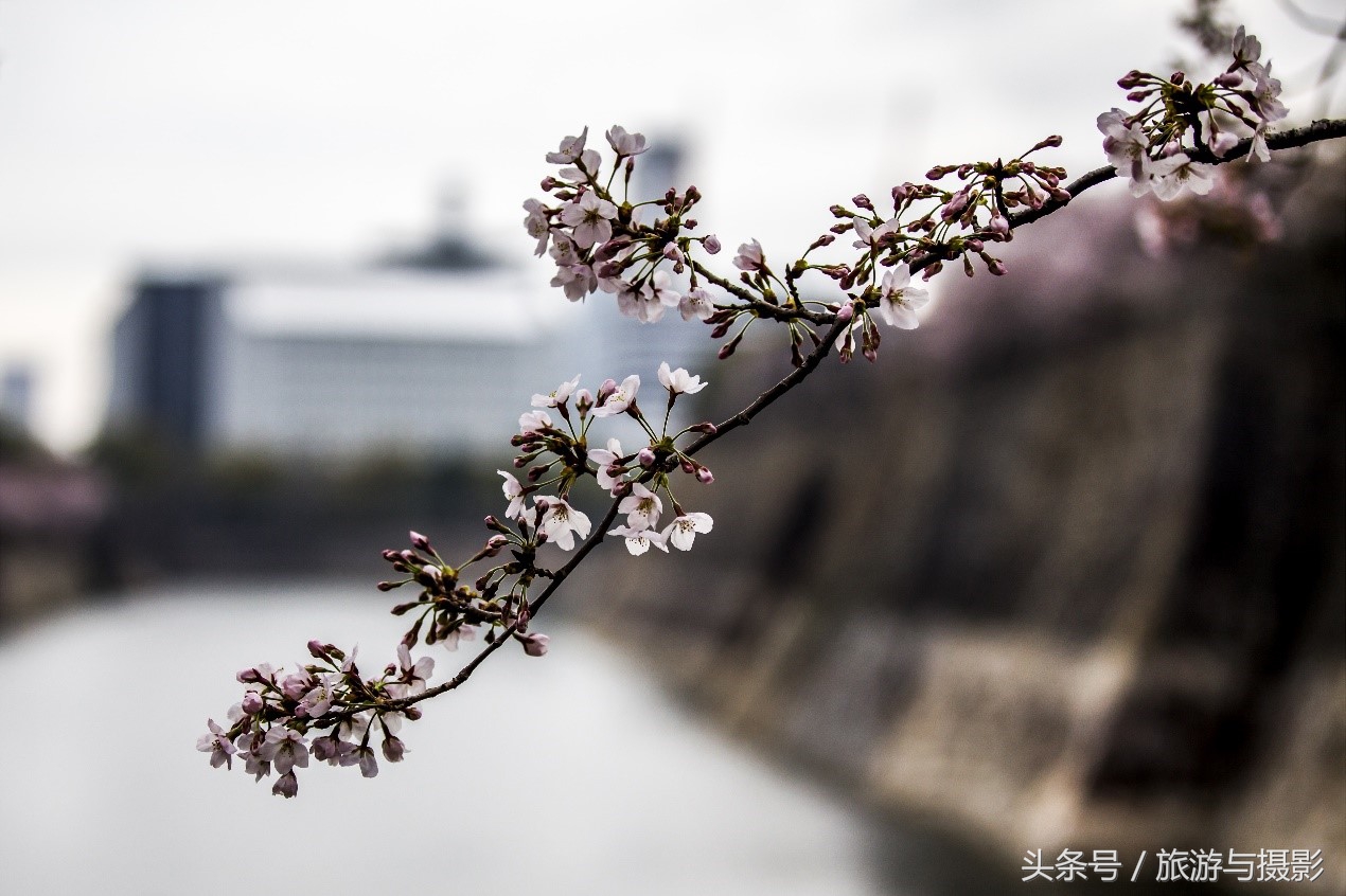 游览大阪城,走马观城完整版