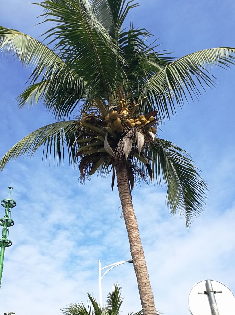 小孙子生活记录,带5岁儿子去海岛旅游的文章