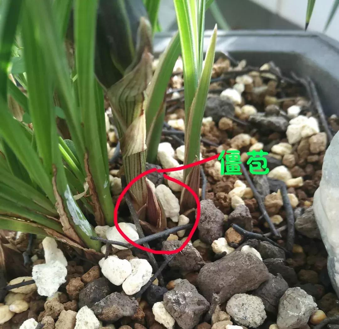 为什么兰花花苞会消苞呢,兰花春化中花苞停止生长