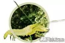 常见海水观赏虾大全,海水观赏虾饲养环境