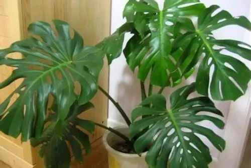 哪些植物好养一天只需要浇水,什么植物好养一个星期浇一次水