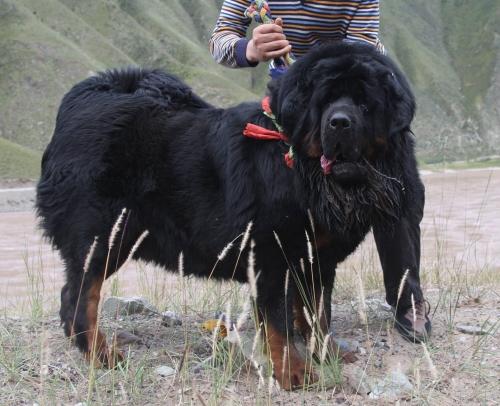 十大最名贵的犬种,世界上十大最名贵的犬种附图