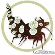 常见海水观赏虾大全,海水观赏虾饲养环境