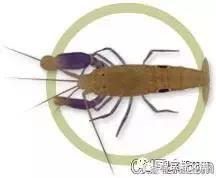 自己繁殖海水观赏虾,海水观赏虾最耐高温