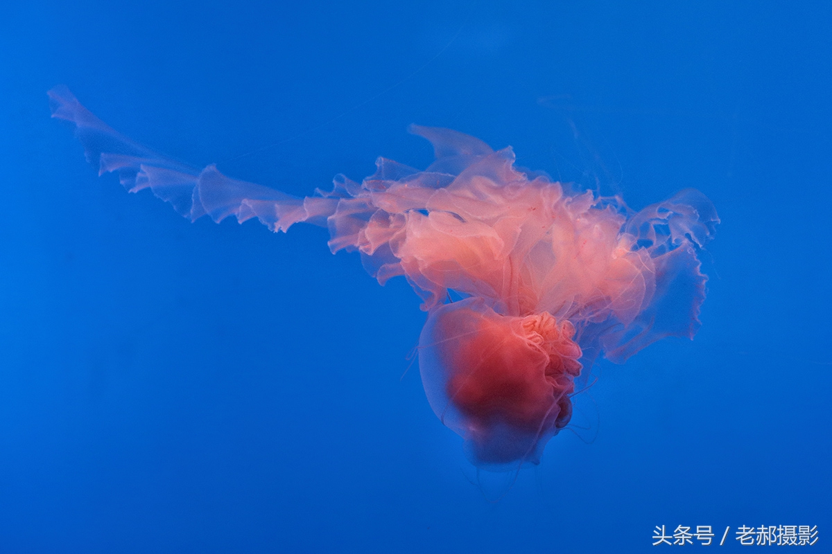 五彩斑斓的蝌蚪长什么样,不同颜色的蝌蚪