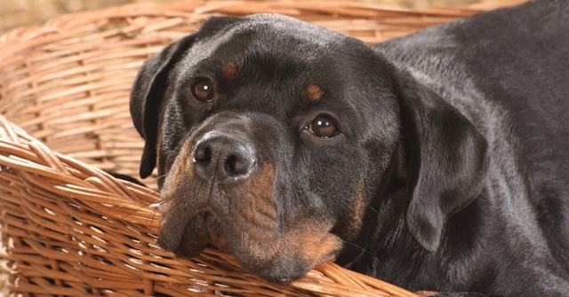 十大最名贵的犬种,世界上十大最名贵的犬种附图