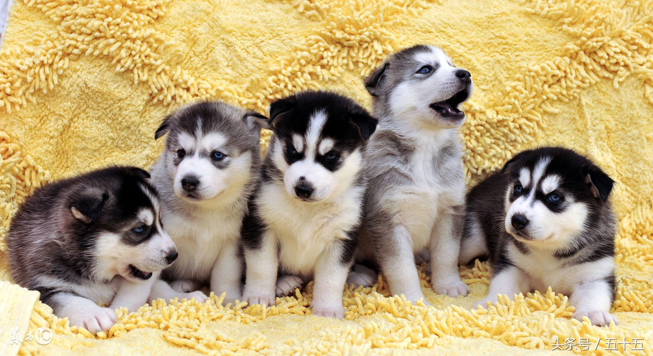 西伯利亚雪橇犬跟哈士奇的区别,哈士奇西伯利亚雪橇犬简称二哈