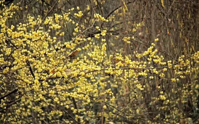 成都腊梅在哪里看,成都赏腊梅有哪些好地方