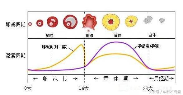 母猪药物皮下注射有什么弊端,小母猪打针就不需要阉吗