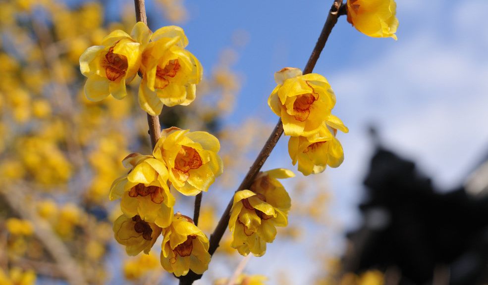 成都腊梅在哪里看,成都赏腊梅有哪些好地方