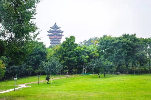 成都腊梅在哪里看,成都赏腊梅有哪些好地方