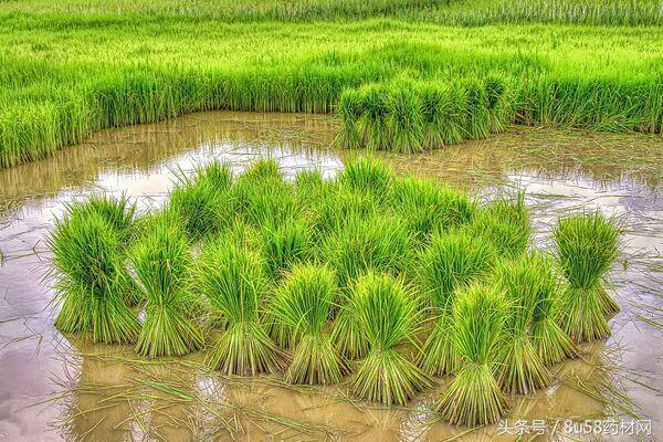 农村养殖最赚钱行业有哪些,在农村适合养殖什么行业最好赚钱