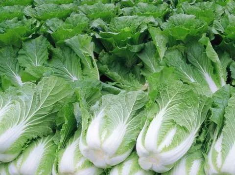 适合冬天放家门口储存的蔬菜,北方冬季家中无暖蔬菜怎么储存