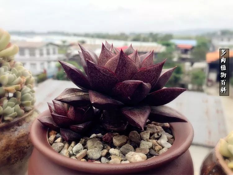 阳光的多肉花园,漂亮的多肉露台花园