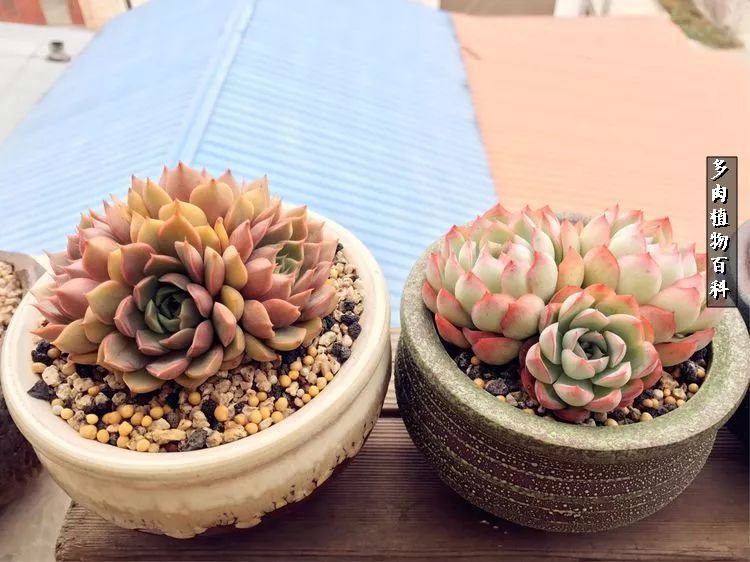 阳光的多肉花园,漂亮的多肉露台花园
