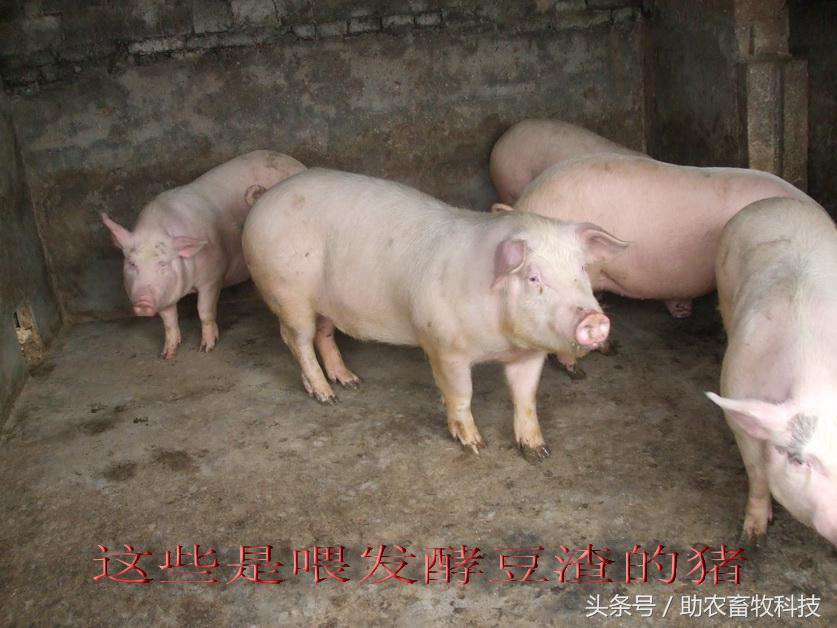 豆渣一吨多少钱,豆渣发酵后多少钱一吨