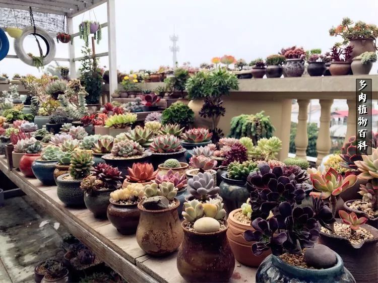 阳光的多肉花园,漂亮的多肉露台花园