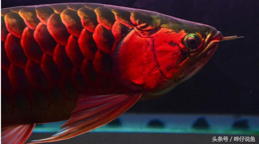 养龙鱼要注意哪些事项和禁忌,金龙鱼有什么讲究和忌讳