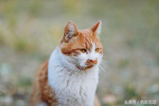 佳能高像素相机,佳能高分辨率微单