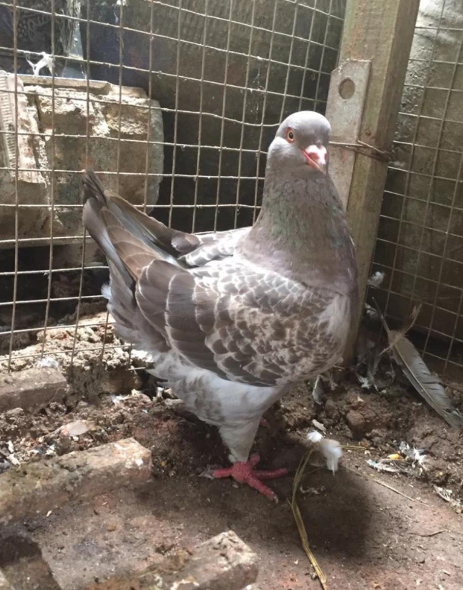 新手养观赏鸽哪个品种比较好,观赏鸽养哪个品种最好