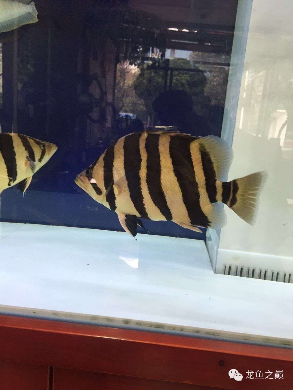 新版泰国虎,老版泰国虎绝版